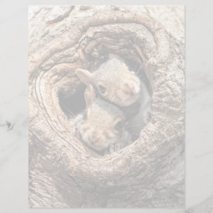 Papier Animaux de bébés cutest Deux jeunes écureuils