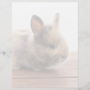 Papier Animaux de bébés cutest Petit lapin bébé