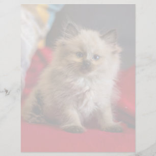 Papier Animaux de bébés cutest Siamese Kitten