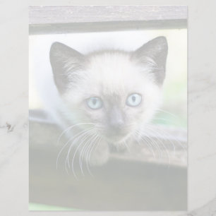 Papier Animaux de bébés cutest Siamese Kitten