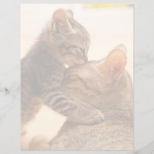 Papier Animaux de bébés cutest Tabby Kitten Kiss