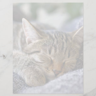 Papier Animaux de bébés cutest Tabby Kitten Sommeil