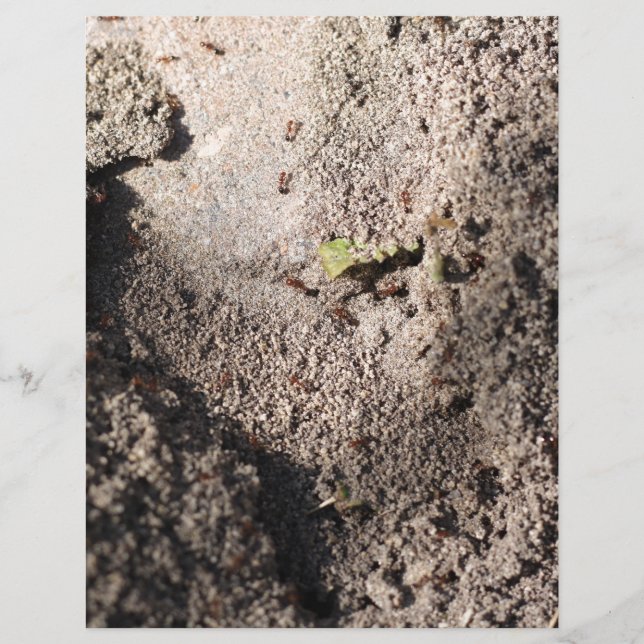 Papier Ants Go Marching (Devant)