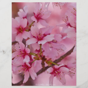 Papier Baigné dans les fleurs de cerisier japonaises rose