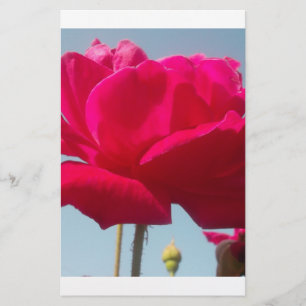 Papier Belle belle Rose céleste rouge contre bleu