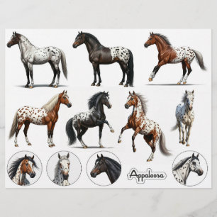 Papier Belles illustrations d'Appaloosa Horse