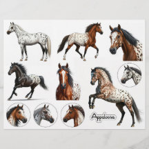 Belles illustrations de chevaux Appaloosa