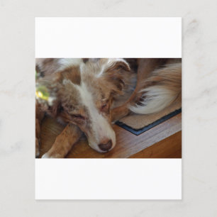 Papier berger australien rouge merle dormir