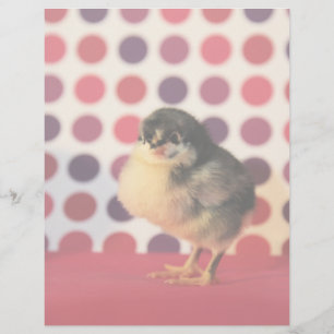 Papier Black Astralorp Chick