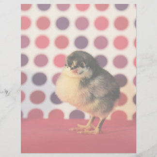 Papier Black Astralorp Chick