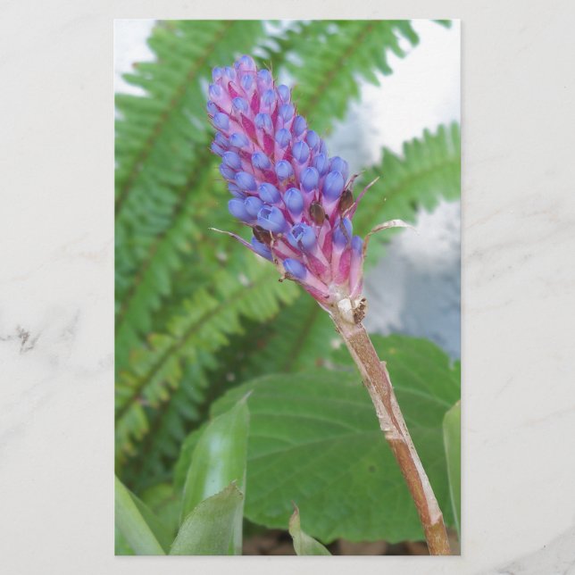 Papier Bleu cône fleur bromélique (Devant)