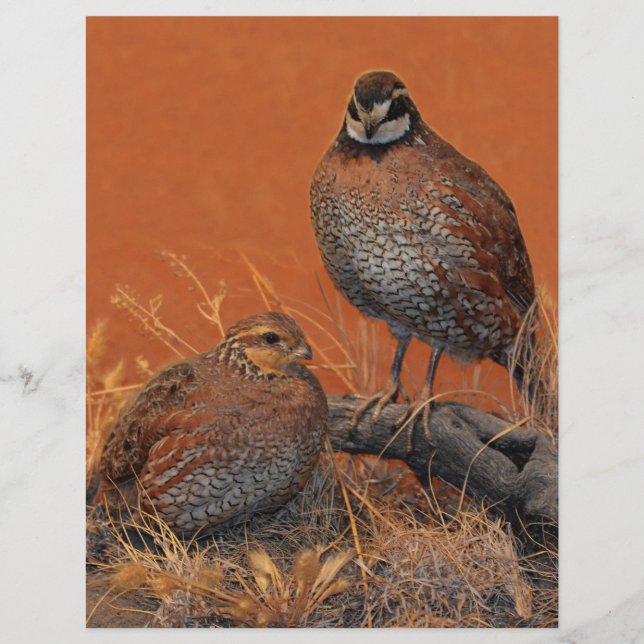 Papier Bobwhite Quail (Géorgie, Missouri et Tennessee) (Devant)
