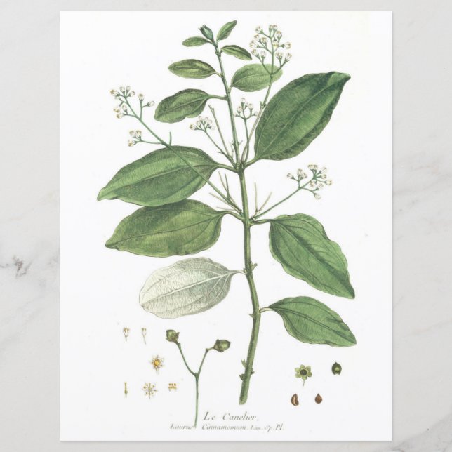 Papier Botanique vintage, La Canelier (Devant)