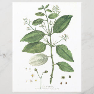 Papier Botanique vintage, La Canelier