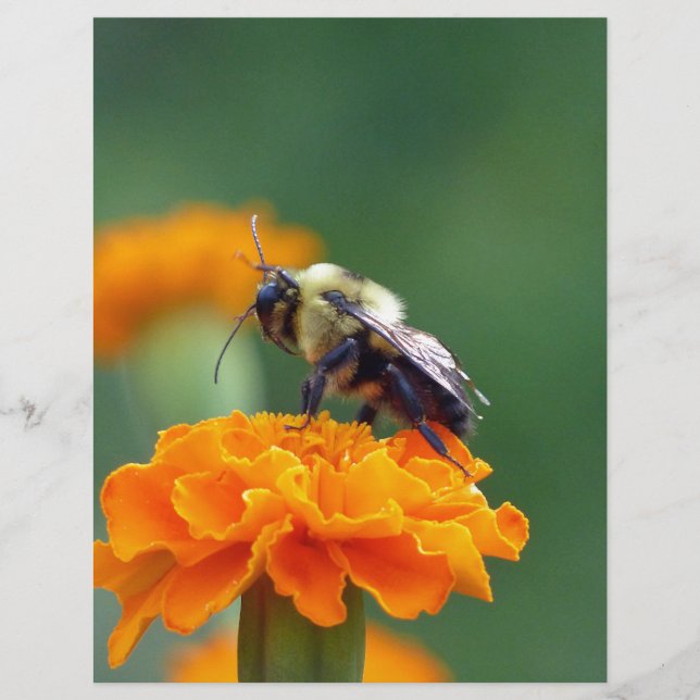 Papier Busy Bee (Devant)