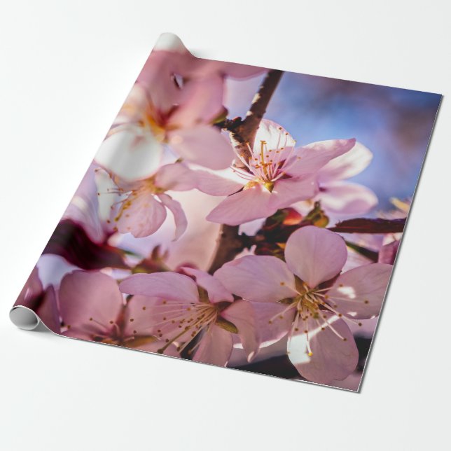 Papier Cadeau À L'Intérieur D'Un Sakura Tree (Déroulé)