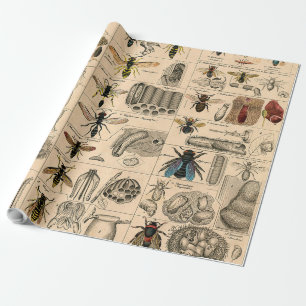 Papier Cadeau Abeille Insecte Bug Wasp Histoire naturelle abeill