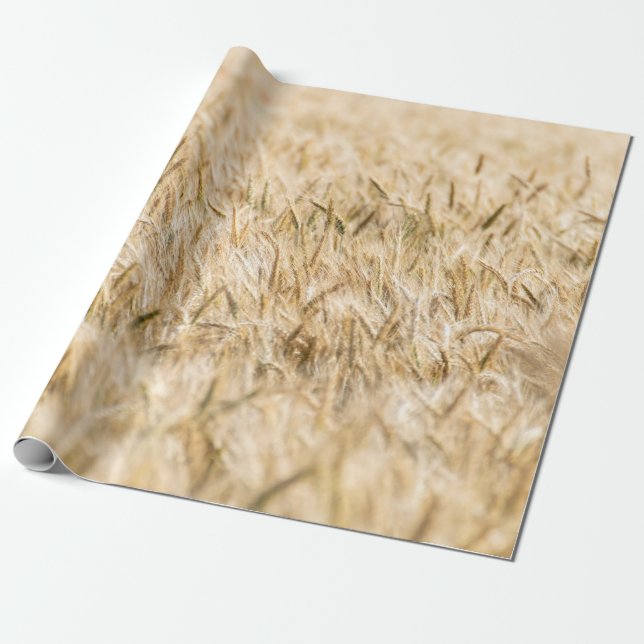 Papier Cadeau Agriculture mûre des champs de céréales (Déroulé)