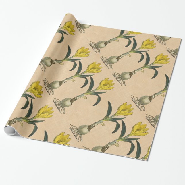 Papier Cadeau Amaryllis Tulip Jardin Botanique Fleur (Déroulé)