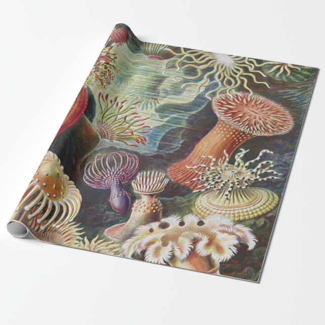 Papier Cadeau Anémones de mer, Actiniae Seeanemonen Ernst Haecke (Déroulé)