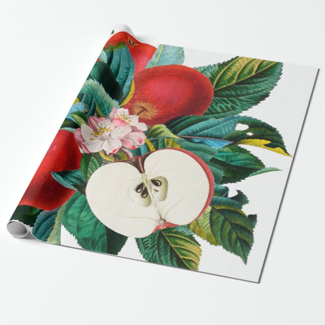 Papier Cadeau Antique arrangement botanique de fruits de pomme,  (Déroulé)