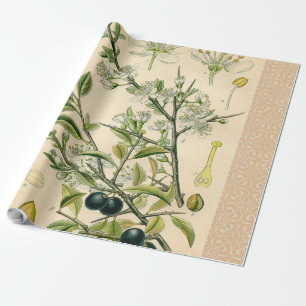 Papier Cadeau Antique Blackthorn Botanique Imprimé Fleur Berry