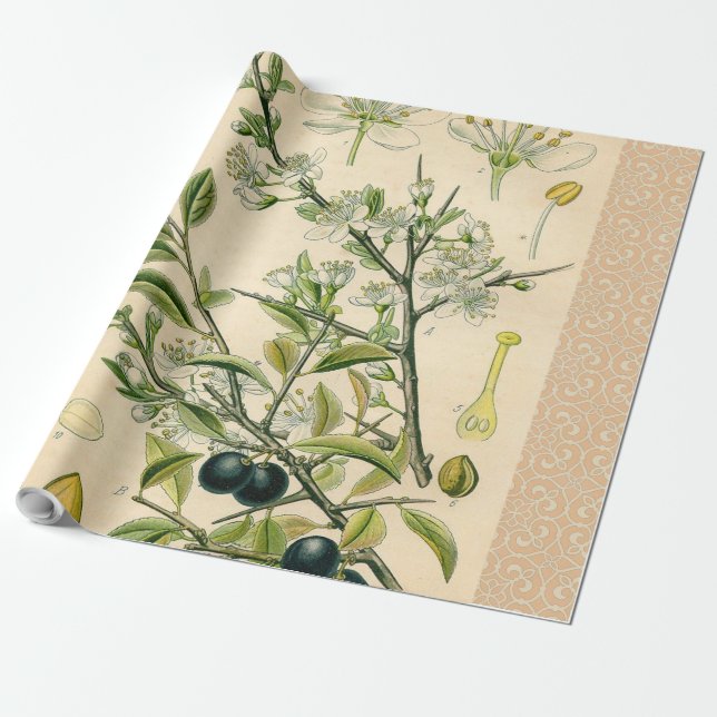 Papier Cadeau Antique Blackthorn Botanique Imprimé Fleur Berry (Déroulé)