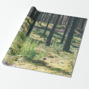 Papier Cadeau Arbres forestiers. nature bois vert soleil fond
