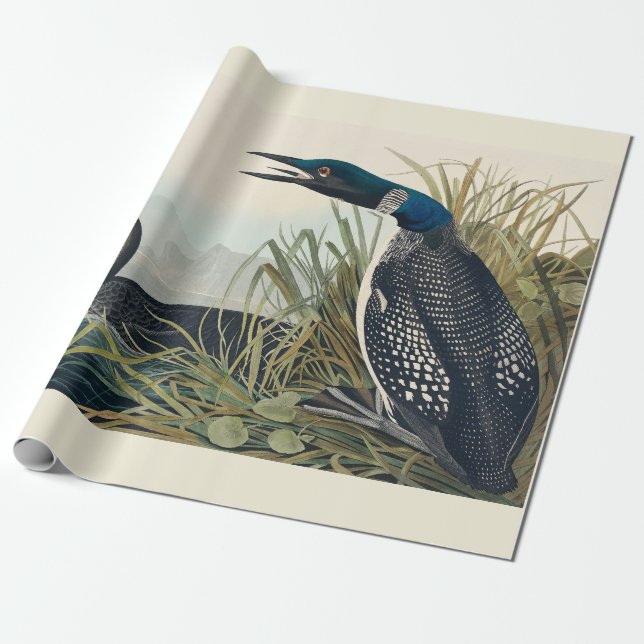 Papier Cadeau Audubon Bird Loon Diver Classic (Déroulé)