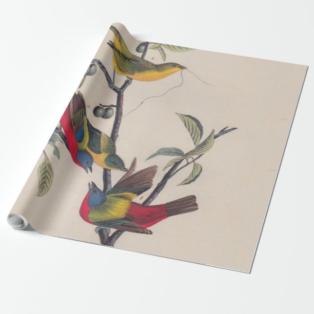 Papier Cadeau Audubon Peint Bunting Bird Wildlife (Déroulé)