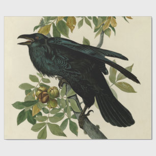 Papier Cadeau Audubon Raven Oiseau classique