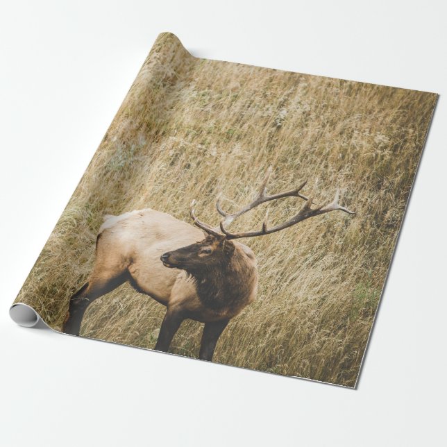 PAPIER CADEAU BEAU CERF D'ELK (Déroulé)