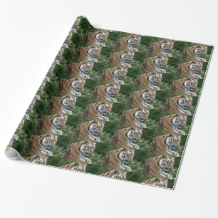 Papier Cadeau Beau Tigre Laissant Son Nez