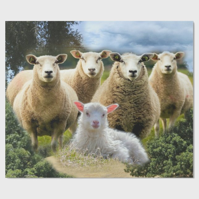 Papier Cadeau Bébé agneau mouton troupeau troupeau troupeau (Plat)
