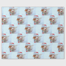 Belle fête Chien Dachshund Noël Fête neige casquet