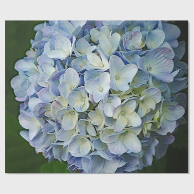 Papier Cadeau Belle Hydrangée Bleue Fleurs Photo (Plat)