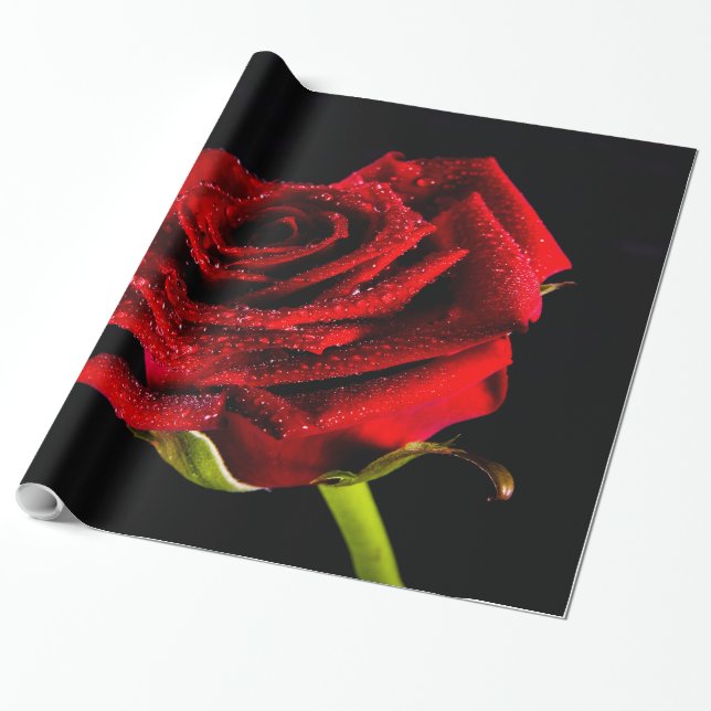 Papier Cadeau Belle rose rouge (Déroulé)