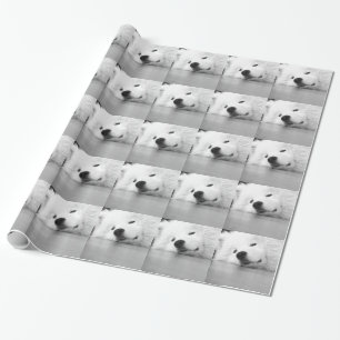 Papier Cadeau Blanc de chien de photo de Samoyed