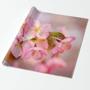 Papier Cadeau Bouquet De Fleurs De Sakura Rose Frais Sur Rose