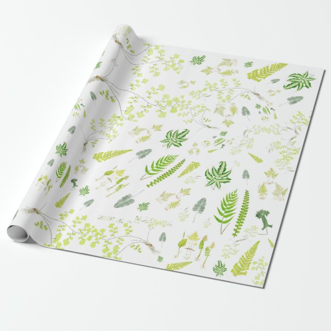 Papier Cadeau British Ferns in Victorian Drawings Wrapping Paper (Déroulé)