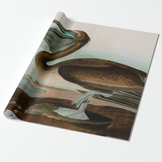 Papier Cadeau Brown Pelican Birds of America Audubon (Déroulé)