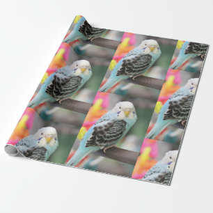 Papier Cadeau Budgie