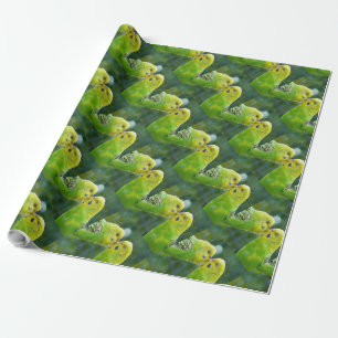 Papier Cadeau Budgie_2015_0604