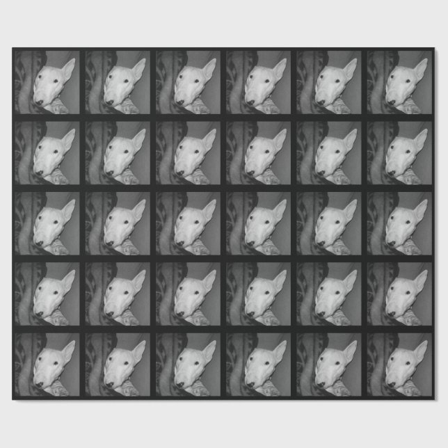 Papier Cadeau Bull-terrier anglais blotti sous une couverture - (Plat)