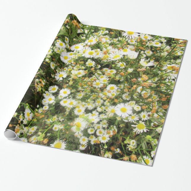 Papier Cadeau Camomille sauvage - mille de prairie - giftwrap (Déroulé)