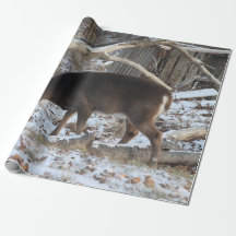 Cerfs dans la neige