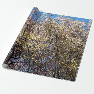 Papier Cadeau Cerisiers En Pleine Fleur