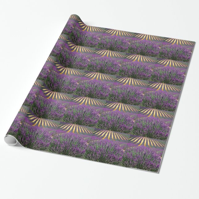 Papier Cadeau Champ de lavande violette (Déroulé)