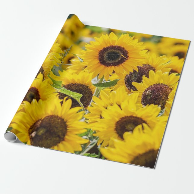 Papier Cadeau Champ de tournesol Papier d'enveloppement design (Déroulé)