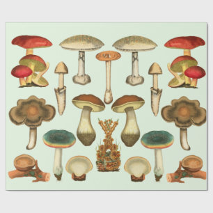 Papier Cadeau  Champignons Champignons Jardin botanique Plante c